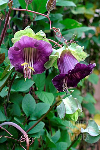 COBAEA_SCANDENS_CUP_AND_SAUCER_PLANT