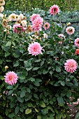 DAHLIA,  YOUNG BESS,  FLOWERS AND FOLIAGE