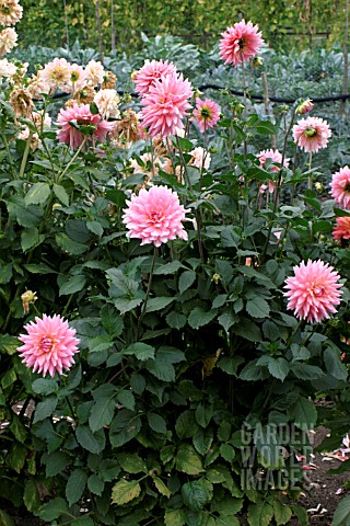 _DAHLIA__YOUNG_BESS__FLOWERS_AND_FOLIAGE
