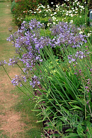 AGAPANTHUS__AFRICAN_BLUE_LILY