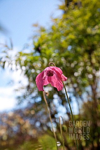 MECONOPSIS_X_COOKEI_OLD_ROSE