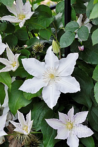 CLEMATIS_GLADYS_PICARD