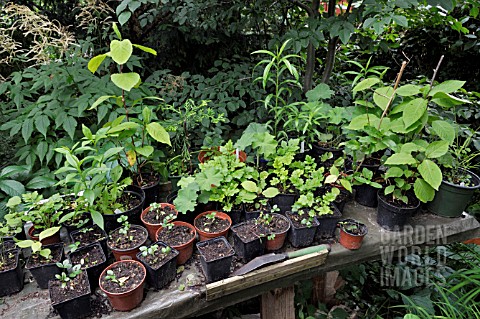 TABLE_WITH_SEEDLINGS_IN_POTS