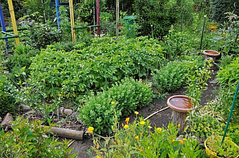 ALLOTMENT_GARDEN_WITH_VEGETABLE_AND_PERENNIAL_BEDS