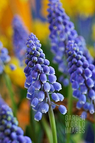 MUSCARI_ARMENIACUM