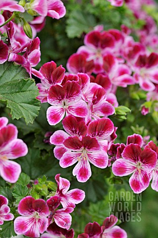 PELARGONIUM_CRISPUM_ANGELEYES_BURGUNDY_LEMON_SCENTED_PELARGONIUM