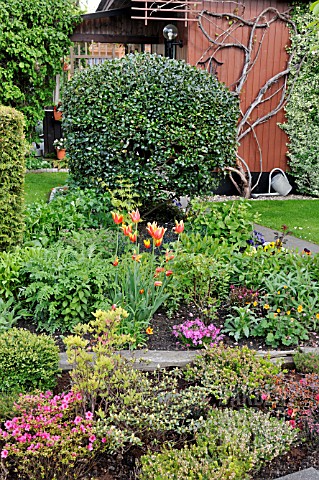 ALLOTMENT_GARDEN_WITH_RHODODENDRON_AND_TULIPA