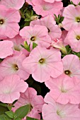 PETUNIA SURFINIA TABLE SOFT PINK