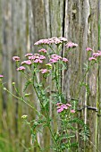 ACHILLEA AT A WOODEN FENCE