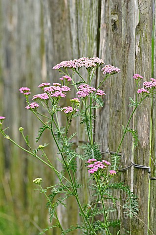 ACHILLEA_AT_A_WOODEN_FENCE