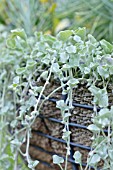 DICHONDRA ARGENTEA SILVER FALLS