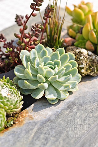 SUCCULENTS_IN_A_METAL_CONTAINER