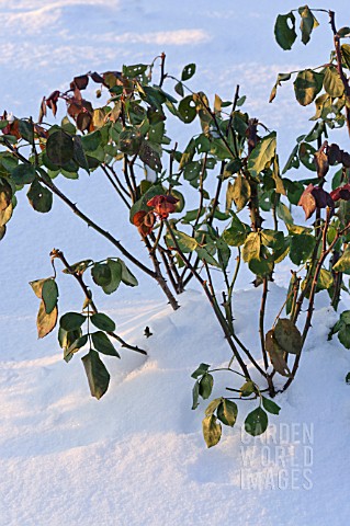 ROSA_WITH_WINTER_PROTECTION