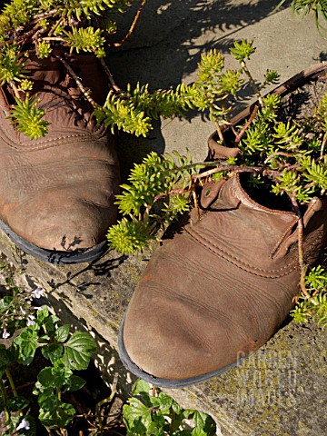 SHOES_PLANTED_WITH_SUCCULENTS