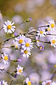 ASTER LAEVIS