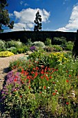 THE  DROUGHT RESISTANT GRAVEL GARDEN AT BETH CHATTO GARDENS,  WITH RED TULIPA SPRENGERI IN THE FOREGROUND