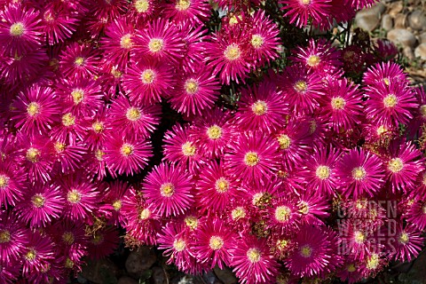 LAMPRANTHUS_SPECTABILIS_IN_THE_DRY_GARDEN_AT_HYDE_HALL_IN_JUNE