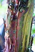 ARBUTUS,  ANDRACHNOIDES SHOWING THE ATTRACTIVE BARK.