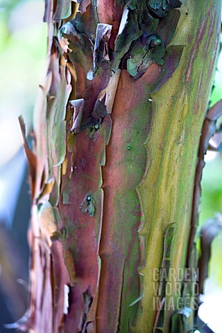 ARBUTUS__ANDRACHNOIDES_SHOWING_THE_ATTRACTIVE_BARK