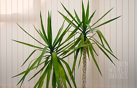 YUCCA__ELEPHANTIPES_IN_A_POT_GROWING_IN_A_CONSERVATORY