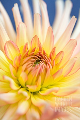 CLOSE_UP_OF_A_BORDER_HYBRID_DAHLIA_WITH_YELLOW_AND_ORANGE_COLOURING