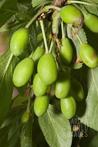 PRUNUS_DOMESTICA__VICTORIA_PLUM_TREE_WITH_PLUMS_AT_AN_EARLY_STAGE_AT_JUST_15MM_IN_SIZE