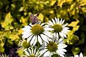 ECHINACEA PURPUREA, WHITE SWAN WITH BUTTERFLY