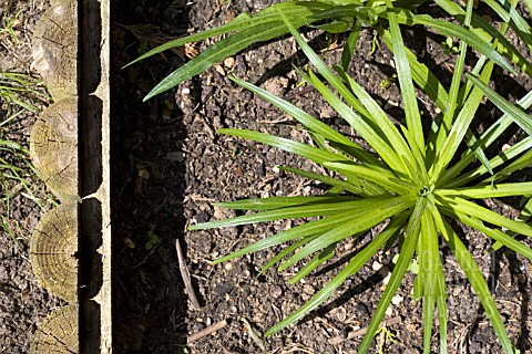 WOOD_LOG_EDGING__SEPARATING_THE_LAWN_FROM_PLANTS__SPICATA_LIATRIS_BULBS_GROWING