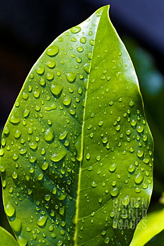 MAGNOLIA_LEAF_WITH_WATER_DROPLETS