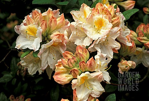 RHODODENDRON_DEE