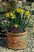 NARCISSUS FEBRUARY GOLD WITH AUBRETIA IN TERRACOTTA POT