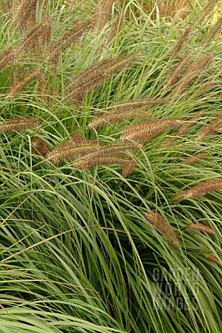 PENNISETUM_ALOPECUROIDES_MOUDRY_RHS_WISLEY