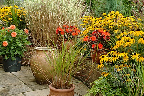 MISCANTHUS_SINENSIS_FERNER_OSTEN_IN_CONTAINERS