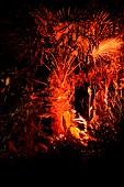 RED LIGHT ON TRACHYCARPUS(ABBOTSBURY,  DORSET)