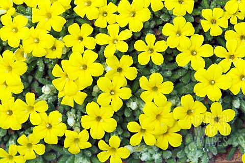 DIONYSIA_ARETIOIDES_PHYLLIS_CARTER___MARCH