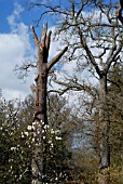 A DISEASED QUERCUS ROBUR WITH A ROOT DISORDER AND AFFECTED BY A WOOD DECAYING FUNGUS LEFT AS STANDING DEAD WOOD HAVING RECEIVED NATURAL FRACTURE PRUNING AND CORONET CUTS (MAGNOLIA DENUDATA IN FOREGROUND),  RHS WISLEY: MARCH