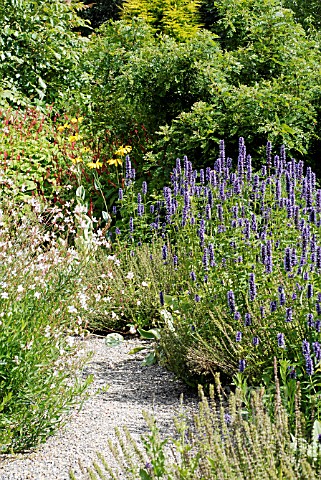 PATH_WITH_AGASTACHE_RUDBECKIA_MAXIMA_ETC_IN_THE_PIET_OUDOLF_BORDERS_AT_RHS_WISLEY_JULY