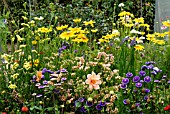 RAISED BED FOR CUT FLOWERS IN MODEL ALLOTMENT,  RHS WISLEY: AUGUST. FLOWERS INCLUDE RUDBECKIA PRAIRIE SUN,  LIMONIUM SINUATUM FOREVER MIXED AND ASTER MOONSHINE
