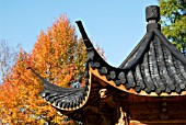 ROOF OF THE CHINESE PAVILION WITH NYSSA SYLVATICA WISLEY BONFIRE IN THE BACKGROUND,  RHS WISLEY: OCTOBER