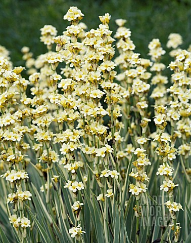 SISYRINCHIUM_STRIATUM_AUNT_MAY