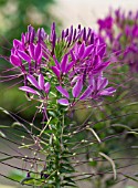 CLEOME SPINOSA VIOLET QUEEN