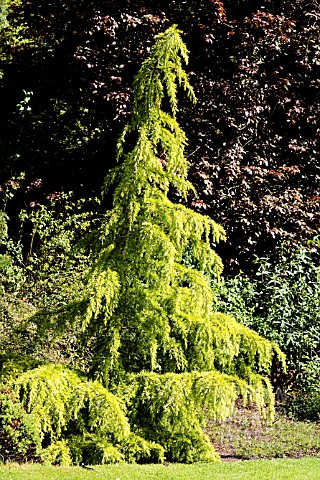 CEDRUS_DEODARA_GOLDEN_HORIZON