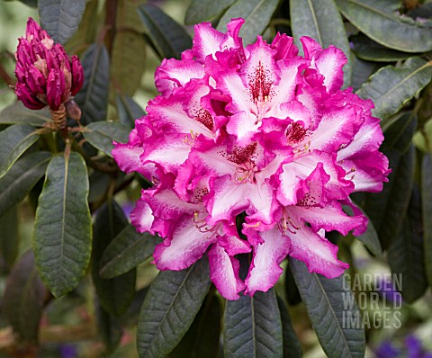 RHODODENDRON_MARLEY_HEDGES