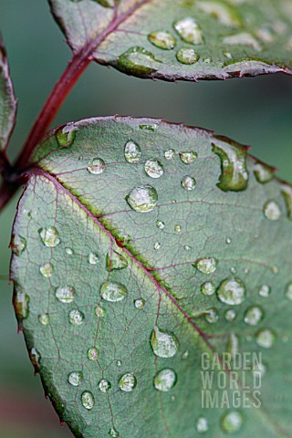 DROPS_OF_WATER_ON_ROSE_LEAVES