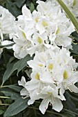 RHODODENDRON CUNNINGHAMS WHITE