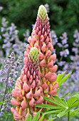 LUPINUS  THE PAGE RUSSELL HYBRID & NEPETA SIX HILLS GIANT