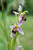 OPHRYS APIFERA, BEE ORCHID