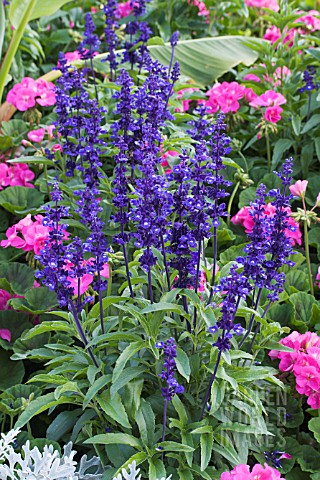 SALVIA_FARINACEA_VICTORIA_BLUE