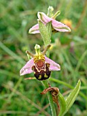 OPHRYS APIFERA (BEE ORCHID)