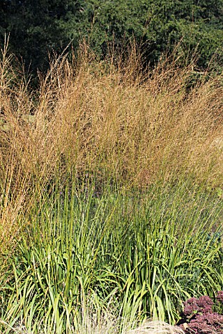 DESCHAMPSIA_CESPITOSA_GOLDSCHLEIER